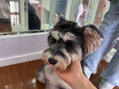 -汪说·狗咖·拼豆·宠物周边DIY(旺城大厦店)
