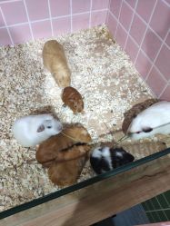 -Moni星球萌宠·小马宝莉·灵蛇·高端高阶全萌宠互动体验俱乐部(红豆国际广场店)