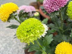 -南山植物园
