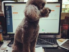 -八公叔叔宠物美容连锁(春申店)