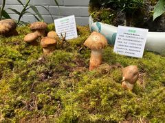 -蔼若春.传承三十年云南菜(金碧公园店)