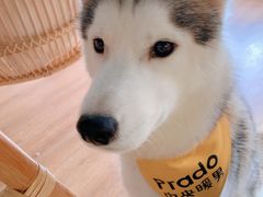 -Husky Go! 哈士奇体验馆·宠物咖啡厅狗咖