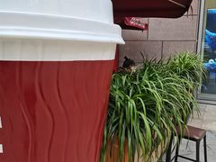 -COSTA COFFEE(中粮祥云店)