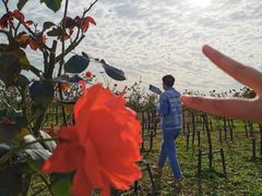 -洪湖湿地生态园