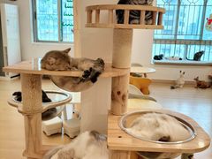 -有喵·猫咖·狗咖·30几只猫10只小狗(岗厦店)