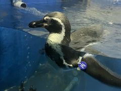 -太平洋海底世界