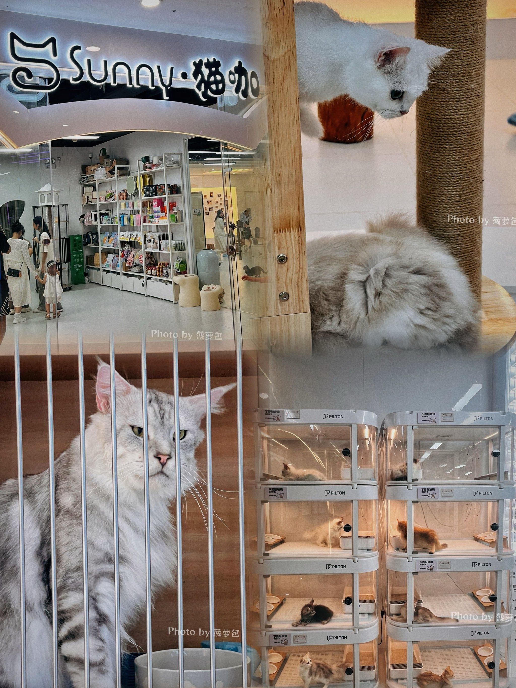 湛江万达这家猫咖超好rua