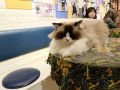 -平行世界·猫咖(首经贸店)