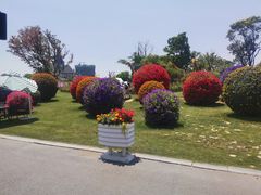 -荷兰花海