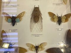 -上海大自然野生昆虫馆(东方明珠·爬宠昆虫探索中心)