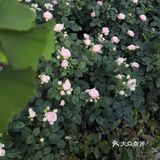汉中市区！内走路就能到的赏花地