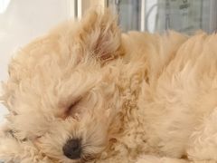 -翊宠yipet猫狗购宠庄园犬舍•猫舍