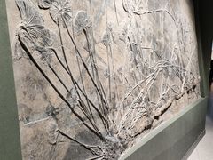 -辽宁古生物博物馆