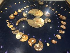 -青岛贝壳博物馆