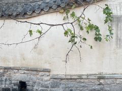 -百花洲