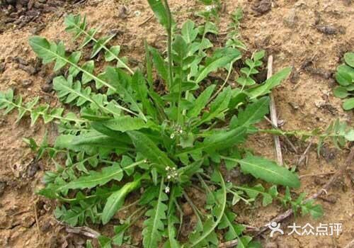 那么你认识荠菜吗？芥菜可能都不陌生，许多人都非常喜欢吃