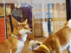 -南京Hallo宠物乐园·哈罗犬舍·柴犬繁育基地