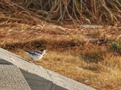 -漩门湾国家湿地公园