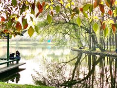 -上海共青森林公园