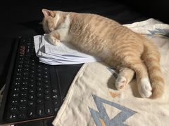 -东方名猫馆·英短金渐层布偶猫舍(环线广场1号楼店)