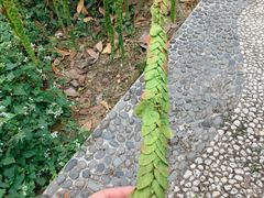 -广西壮族自治区药用植物园