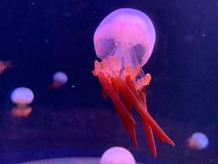 -欢乐海岸海洋奇梦馆