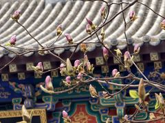 -护国法轮寺