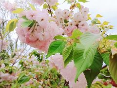 -顾村公园