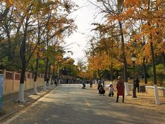 -八大关景区