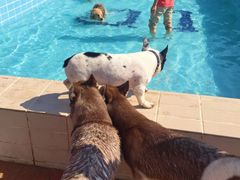 -趣玩宠物乐园寄养训犬训狗游泳池