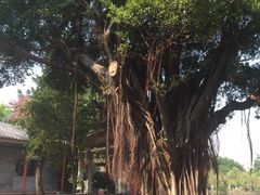 可园博物馆-东莞市可园博物馆