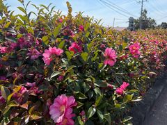 -济州山房山碳酸温泉