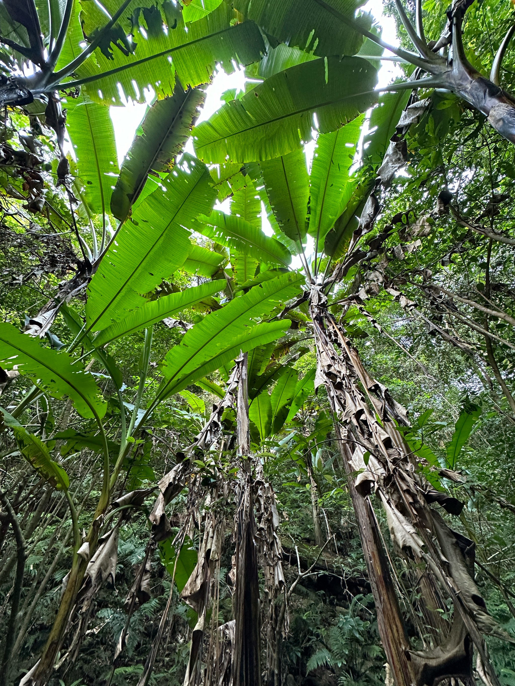 热带雨林里的巨版植物