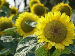 -艾溪湖湿地公园