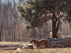 -北京野生动物园