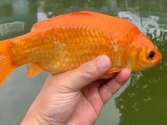 -酷鱼垂钓CLUB(朝阳区博大路店 )