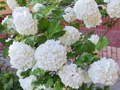 -意大利农场度假村