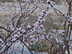 -桃花堤公园