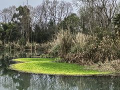-桤木河湿地公园