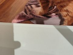 -绒爪撸猫下午茶·猫咖
