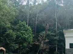 -火炉山森林公园