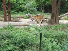 -清迈夜间动物园