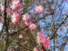 -湖南嵩云山国家森林公园