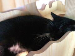 -喵屿·大理花园猫咖