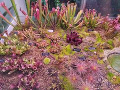 -中国科学院西双版纳热带植物园