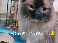 -藏猫猫咖啡主题馆(中央大道店)