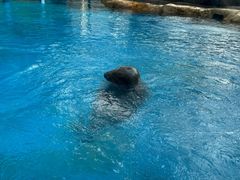 -海合安成都极地海洋公园