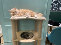 -安格丽娜·狗咖·猫咖羊驼咖(春熙路百盛商场店)