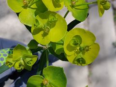 -鲁山国家森林公园