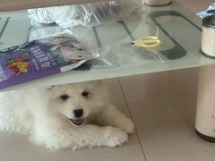 -宠颐生汉谟拉比宠物医院